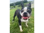 Adopt Frankie Jean - 4022WV a Black - with White Boston Terrier / Mixed dog in