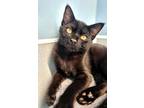 Adopt Boston a Domestic Shorthair / Mixed (short coat) cat in Bloomington