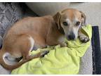 Adopt Gracie a Tan/Yellow/Fawn - with White Hound (Unknown Type) / Beagle /