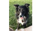 Adopt 0421 Hammer a Black - with White Australian Shepherd / Mixed dog in