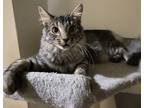 Adopt Buttercup a Gray, Blue or Silver Tabby Maine Coon (short coat) cat in New