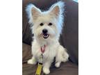 Adopt Penelope a Westie, West Highland White Terrier / Terrier (Unknown Type