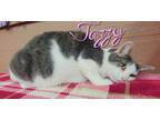 Adopt JASMINE a Gray, Blue or Silver Tabby Domestic Shorthair (short coat) cat