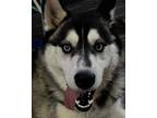 Adopt Lobo a Black - with White Husky / Mixed dog in Austin, TX (39183443)