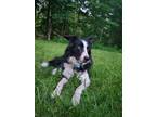 Adopt Mia a Black - with White Border Collie / Mixed dog in Hinsdale