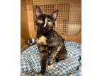 Adopt Hope a Domestic Shorthair / Mixed (short coat) cat in Boone, IA (39124048)