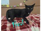 Adopt FRED a Black (Mostly) Domestic Shorthair (short coat) cat in Buckhannon
