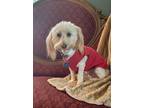Adopt Rooster a White - with Tan, Yellow or Fawn Dachshund / Poodle (Toy or Tea