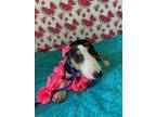 Adopt LULA a Bull Terrier / Mixed dog in Lindsay, CA (39183474)