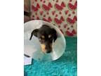 Adopt EDWIN a Dachshund / Mixed dog in Lindsay, CA (39183473)