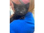 Adopt Bagheera a Domestic Shorthair / Mixed (short coat) cat in Corpus Christi