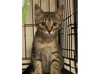 Adopt Tuesday a Domestic Shorthair / Mixed (short coat) cat in Corpus Christi