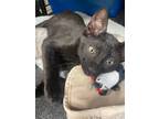 Adopt Naven a Domestic Shorthair / Mixed (short coat) cat in Corpus Christi