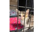 Adopt Aquata a Domestic Shorthair / Mixed (short coat) cat in Corpus Christi