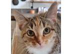 Adopt Sadie a Gray, Blue or Silver Tabby Domestic Shorthair (short coat) cat in