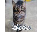 Adopt Bebe a Domestic Shorthair / Mixed (short coat) cat in Hillsboro