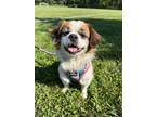 Adopt Pretzel a Pekingese / Mixed dog in Ewing, NJ (39159545)