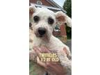 Adopt Twinkles a White Bichon Frise / Mixed dog in East Greenville