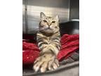 Adopt Rosie a Domestic Shorthair / Mixed (short coat) cat in Sebastian