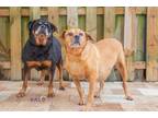 Adopt Bixbite a Rottweiler / Mixed dog in Sebastian, FL (39172814)