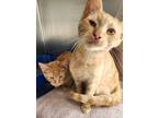 Adopt Marconi kitten 7(Gnocchi) a Domestic Shorthair / Mixed (short coat) cat in