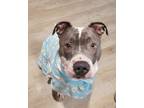 Adopt Prince Wow a Gray/Blue/Silver/Salt & Pepper Pit Bull Terrier dog in