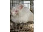 Adopt R4 a Angora, English / Mixed (short coat) rabbit in Defiance