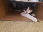 Adopt Gus a Black & White or Tuxedo American Shorthair / Mixed (short coat) cat