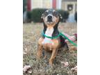 Adopt Bo a Rat Terrier / Mixed dog in Buford, GA (39172766)