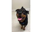 Adopt Leo a Rottweiler / Mixed dog in Fall River, MA (39172757)