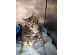 Adopt Butterfly a Domestic Shorthair / Mixed (short coat) cat in Fall River