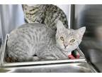 Adopt DOROTHY a Gray or Blue Domestic Shorthair / Mixed (short coat) cat in