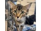 Adopt Jacinda a Brown Tabby Domestic Longhair / Mixed (long coat) cat in