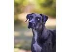 Adopt J.J. a Catahoula Leopard Dog / Mixed dog in Vancouver, WA (39183037)