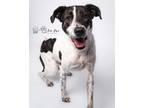 Adopt Coco a White - with Black Dalmatian / German Shorthaired Pointer dog in