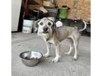 Adopt Filoberto a Schnauzer (Miniature) dog in Gig Harbor, WA (39183030)