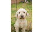 Adopt Rafael a White Poodle (Miniature) dog in Gig Harbor, WA (39183026)