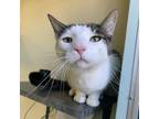 Adopt Carlise a White Domestic Shorthair / Mixed cat in Lakewood, CO (39183023)