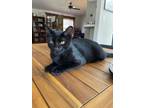 Adopt Norman a All Black Domestic Shorthair / Mixed (short coat) cat in Port