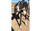 Adopt Ripley a Great Dane dog in Windsor, CO (39166600)