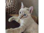 Adopt Jeppard a Gray or Blue Siamese / Mixed cat in Bountiful, UT (39182050)