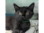 Adopt Emerald a All Black Domestic Shorthair / Mixed cat in Warrensburg