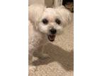 Adopt J-lo a White Bichon Frise / Shih Tzu dog in Chicago, IL (39183015)