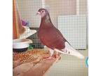 Adopt Robin a White Other/Unknown / Mixed bird in Hilliard, OH (39167042)