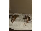 Adopt Maekka a Tan/Yellow/Fawn American Staffordshire Terrier / Boxer / Mixed