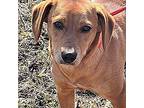 Adopt Abigail 23 lbs of fun!!! a Tan/Yellow/Fawn Rhodesian Ridgeback / Dachshund