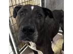 Adopt Gator a Black Great Dane / Mixed dog in St. Louis, MO (39182944)