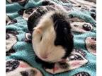 Adopt Panda a Black Guinea Pig (short coat) small animal in Andover