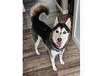 Adopt Athena a Black - with White Siberian Husky dog in Sedalia, CO (39138345)