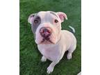 Adopt Axel a White - with Gray or Silver Staffordshire Bull Terrier / Labrador